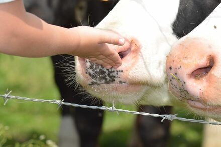 Kind hält Hand an das Nasenloch einer Kuh