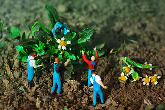 Miniaturfiguren pflanzen eine Blume in Erde ein.
