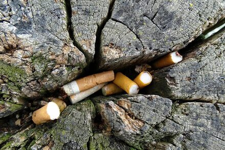 Zigarettenkippen stecken in einem Baumstumpf.