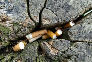 In einem Baumstamm stecken Zigarettenkippen.