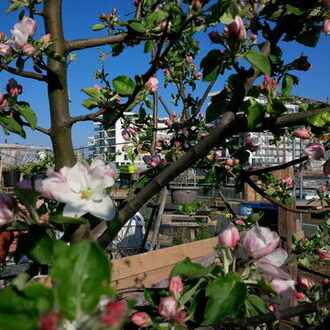 Blüten im Hafengarten