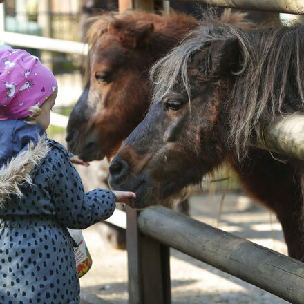 Ein Kind füttert die Ponys im Waldzoo in Offenbach.