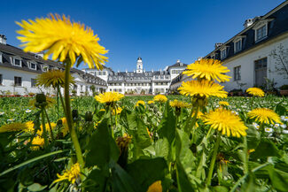 Fleures et le Chateau de Rumpenheim