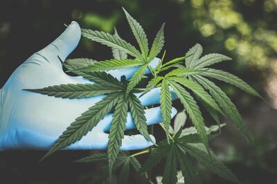Eine Hand in einem Handschuh hält eine Cannabispflanze.
