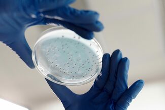 Blau behundschute Hände halten eine Petrischale