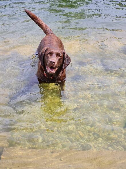 Hund im Wasser.