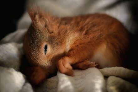 Schlafendes Eichhörnchen