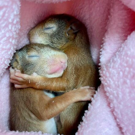 sich umarmende Eichhörnchen Babys