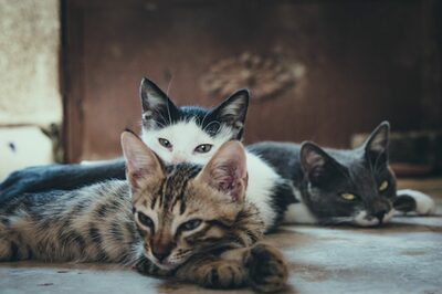 Drei Katzen liegen auf dem Boden.