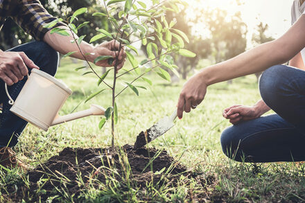 Zwei Personen mit Schaufel und Gießkanne bei der Anpflanzung eines Baumes