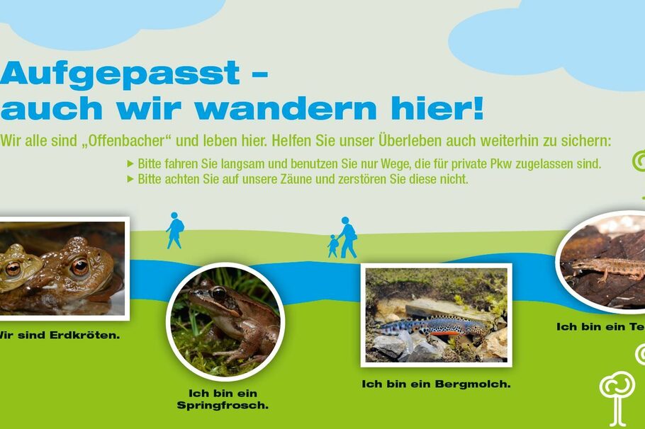 Informationsbild mit wandernden Amphibien