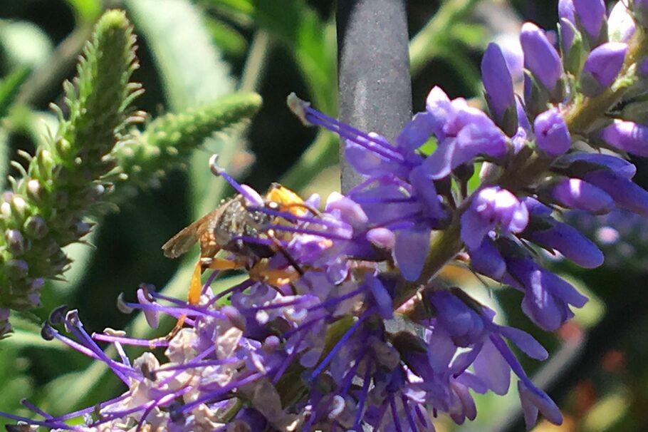 Eine Wespe an einer Blüte.