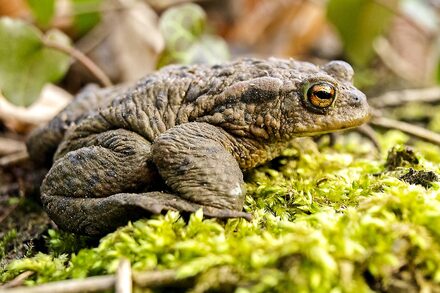 Eine Erdkröte sitzt auf dem moosbedeckten Boden