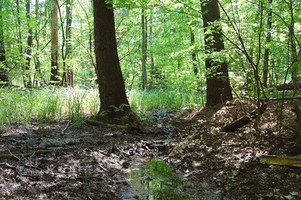 Sumpfwald an der "Kalten Klinge" - Ursprung des Röhrengrabens