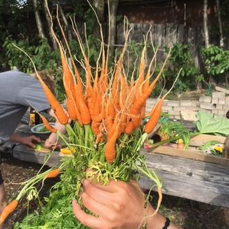 Hand hält eub Bund frisch geernteter Karotten