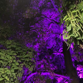 Ein Baum bei Nacht wird lila illuminiert.