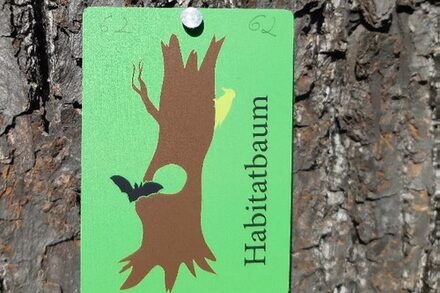 Habitatbaum-Plakette auf dem Alten Friedhof