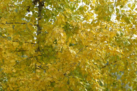 gelbgefärbter Baum