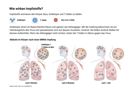 Wie wirken Impfstoffe: Sie animieren den Körper dazu, Antikörper zu bilden
