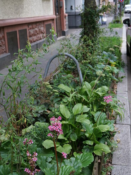 Ein Beet im Mathildenviertel, das von Grünflächenpaten angelegt wurde.