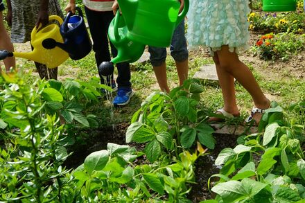 Sojaanbau im Nordend: Die Kinder gießen die Pflanzen