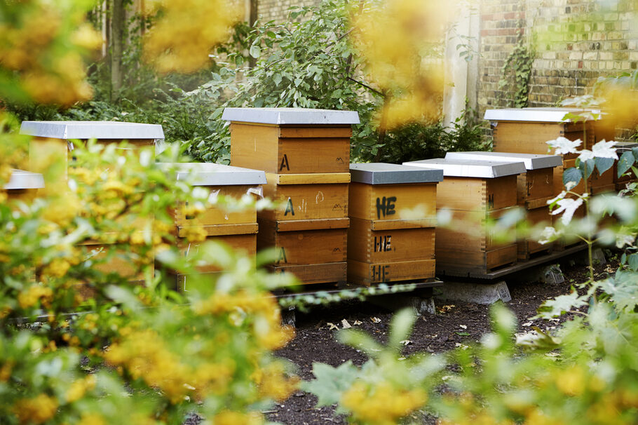 Bienenstöcke auf dem Alten Friedhof in Offenbach