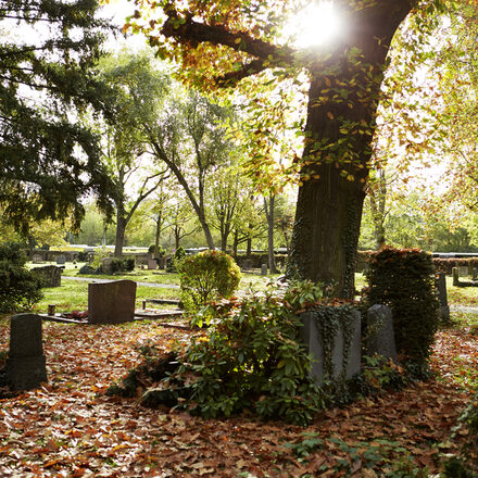 Baumgrab auf dem Alten Friedhof