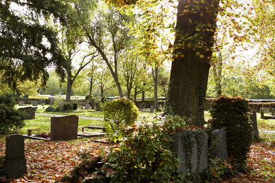 Baumgrab auf dem Alten Friedhof
