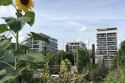 Der Hafengarten mit Sonnenblume und Gebäuden im Hintergrund