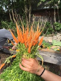 Hand hält einen Bund frisch geernteter Karotten