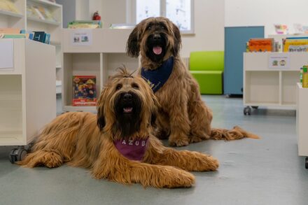 Zwei Hunde sitzend in der Bibliothek