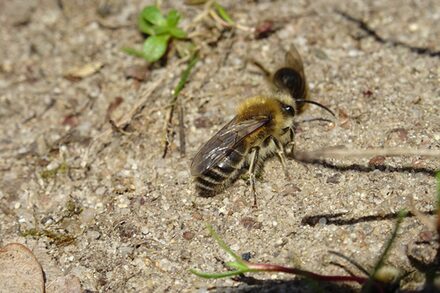 Die Frühlings-Seidenbiene ist gelb-schwarz gestreift und trägt ein Haarbüschel auf dem Kopf.