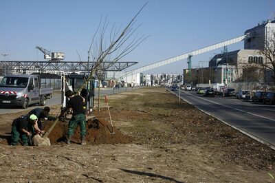 Mitarbeiter einer Gartenbaufirma pflanzen Bäume am Nordring
