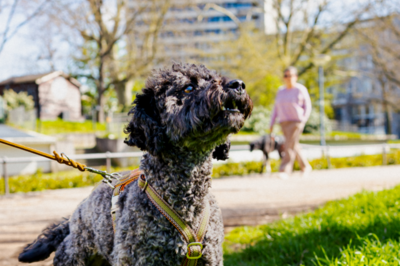 Grauer Hund im Büsingpark in Offenbach