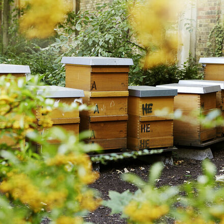 Bienenstöcke auf dem Alten Friedhof