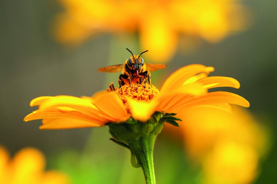 Biene auf einer gelben Blume.