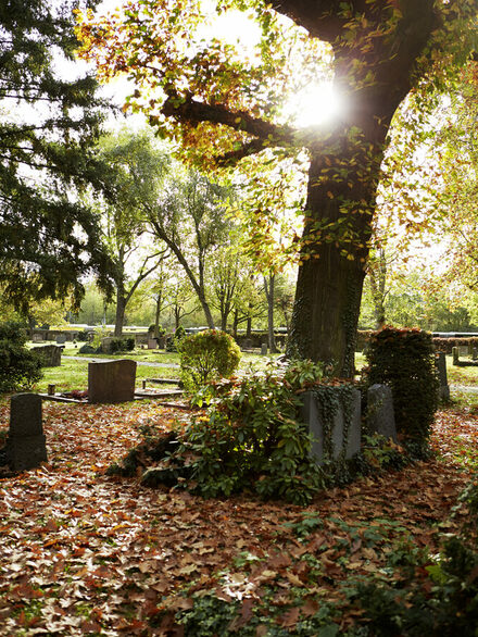 Sonne und Bäume auf dem Alten Friedhof