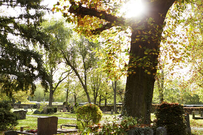 Sonne und Bäume auf dem Alten Friedhof