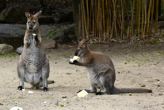 Zwei Kängurus beim fressen im Waldzoo