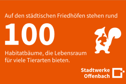 Grafik zur Zahl des Monats Mai 2022: 100 Habitatbäume in Offenbach.
