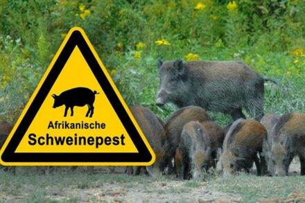 Warnschild vor Afrikanischer Schweinepest